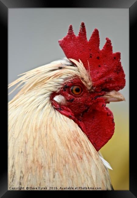 Focussed Rooster Framed Print by Dave Eyres