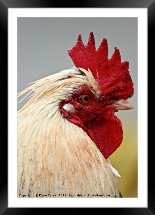 Focussed Rooster Framed Mounted Print by Dave Eyres