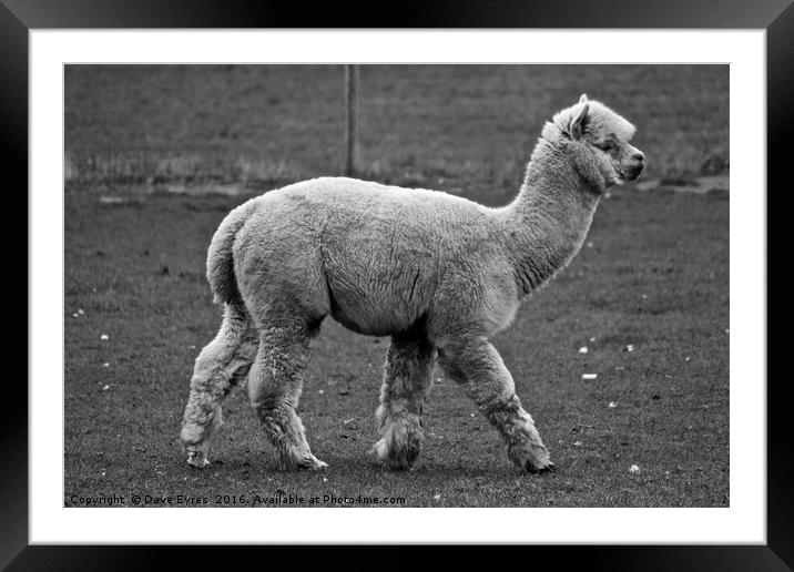 Alpaca Framed Mounted Print by Dave Eyres