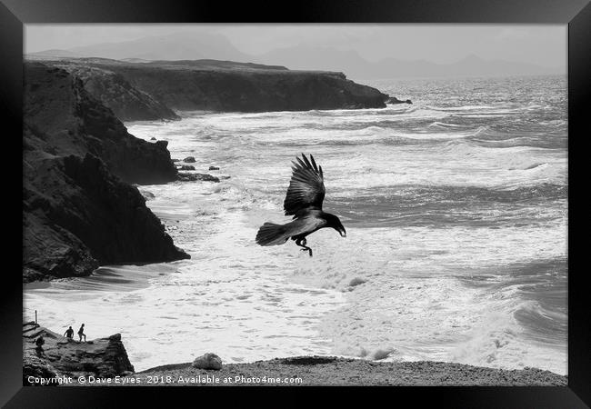Crow by the Sea Framed Print by Dave Eyres