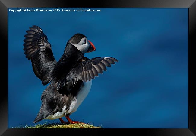  Puffin Framed Print by Jamie Dumbleton