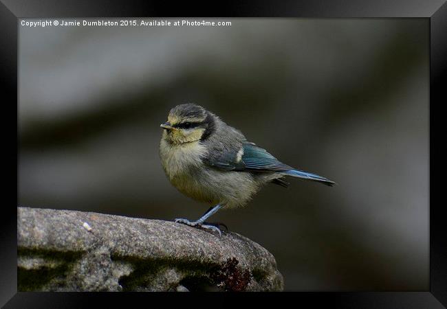  Young Blue Tit Framed Print by Jamie Dumbleton