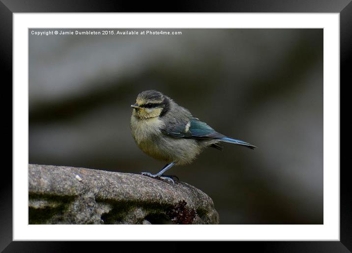  Young Blue Tit Framed Mounted Print by Jamie Dumbleton