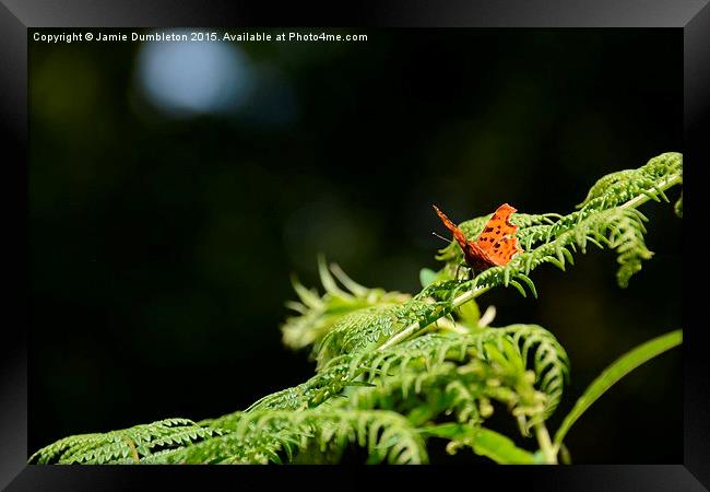  Comma Butterfly Framed Print by Jamie Dumbleton