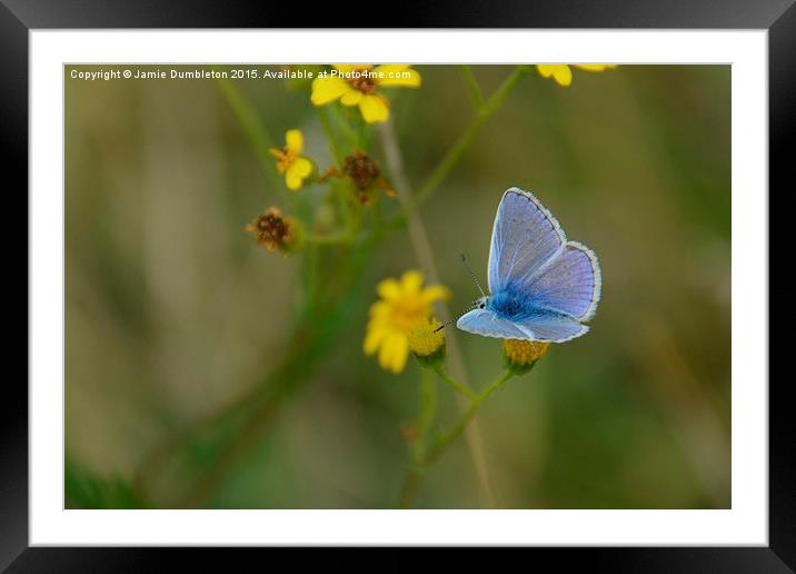  Common Blue Butterfly Framed Mounted Print by Jamie Dumbleton