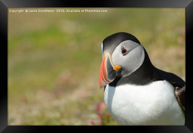 Grandiose Puffin       Framed Print by Jamie Dumbleton