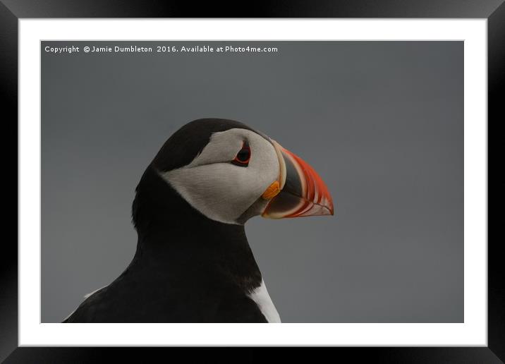 Portrait of a Puffin         Framed Mounted Print by Jamie Dumbleton