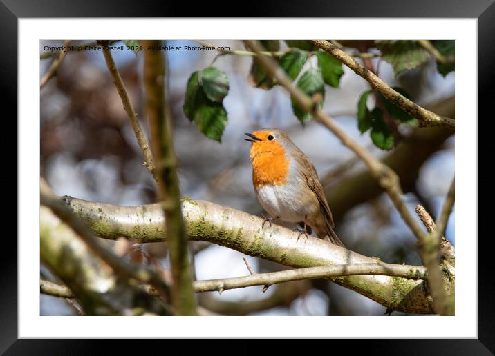 Robin singing perched on a tree branch Framed Mounted Print by Claire Castelli