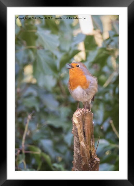 Close up of robin singing Framed Mounted Print by Claire Castelli