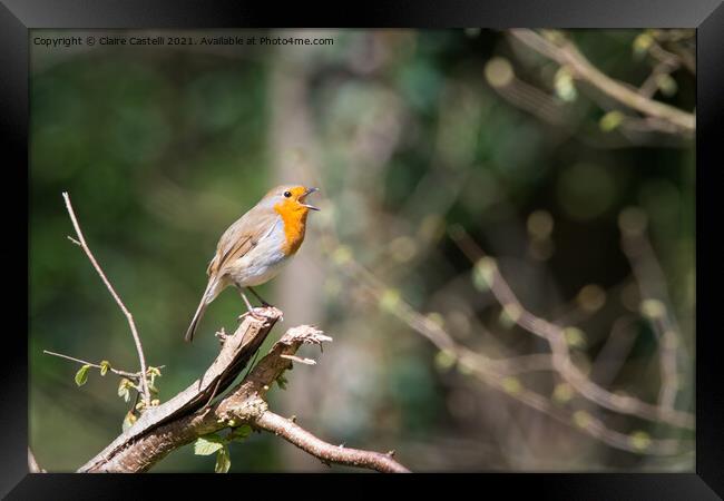 Robin singing in the trees Framed Print by Claire Castelli