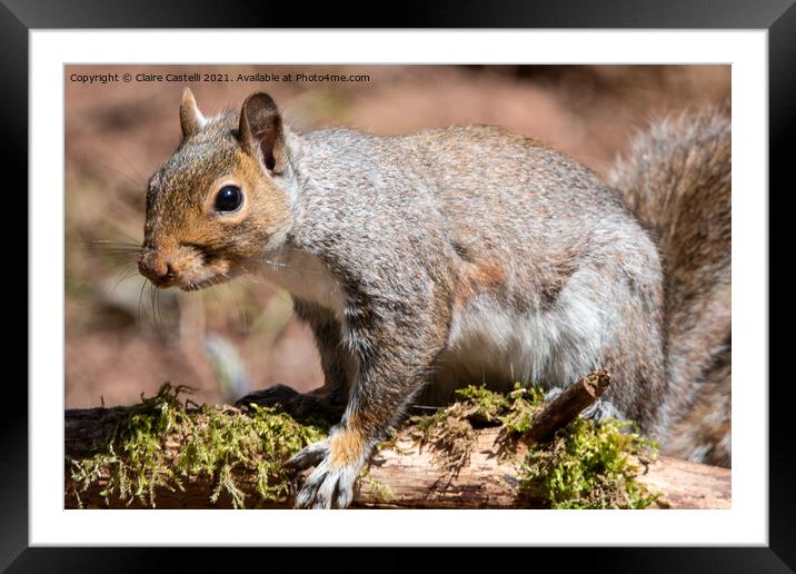 A squirrel standing on a branch Framed Mounted Print by Claire Castelli