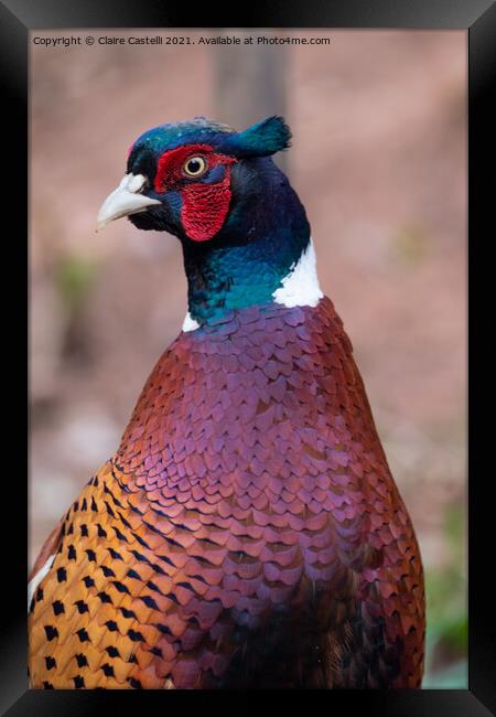 Male Pheasant Framed Print by Claire Castelli