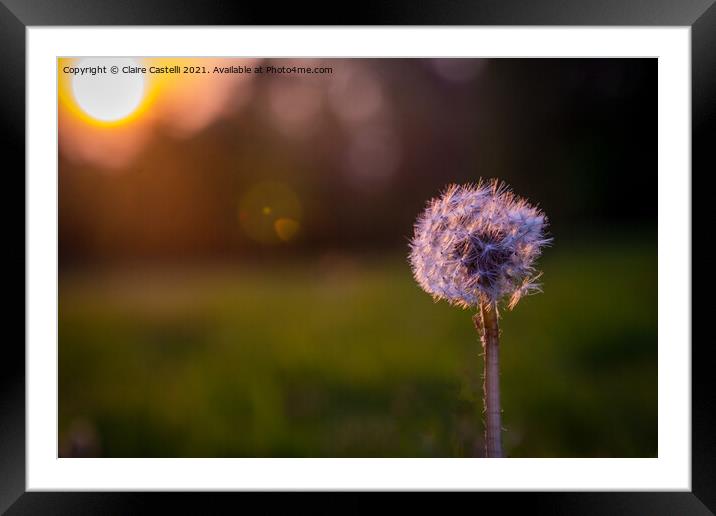 Dandelion head Framed Mounted Print by Claire Castelli