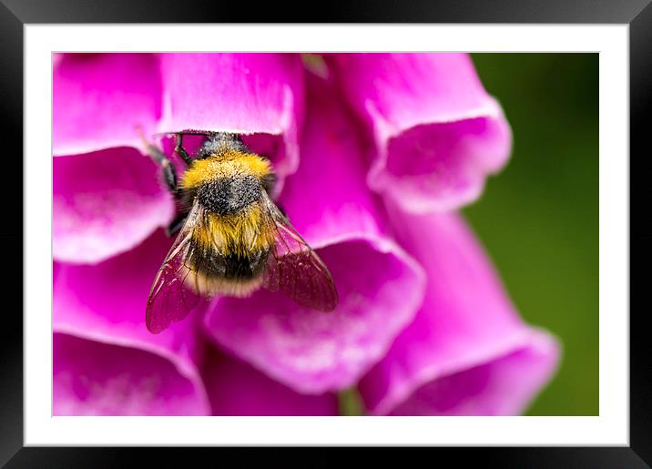  Bee on foxgloves Framed Mounted Print by Claire Castelli
