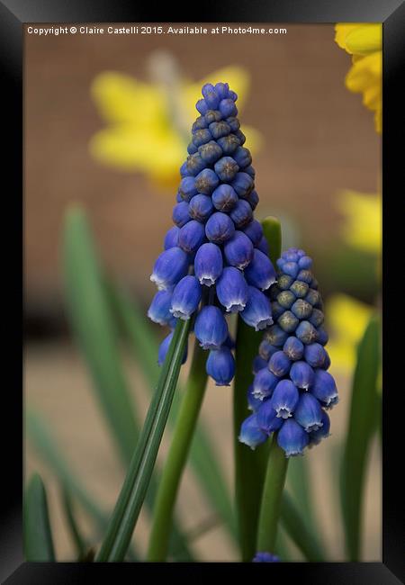 Flowers Framed Print by Claire Castelli