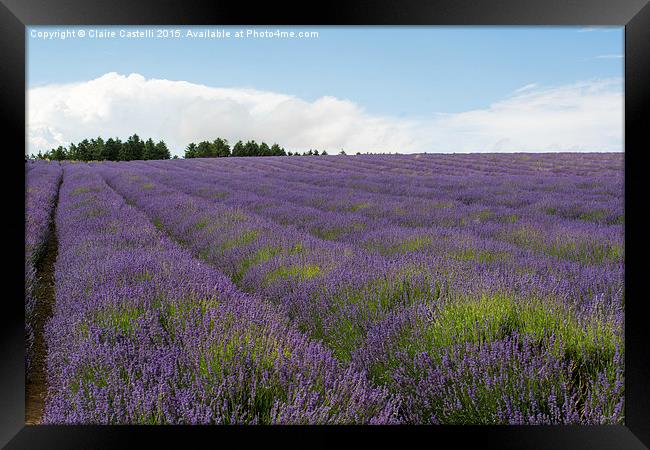  Lavender Fields Framed Print by Claire Castelli