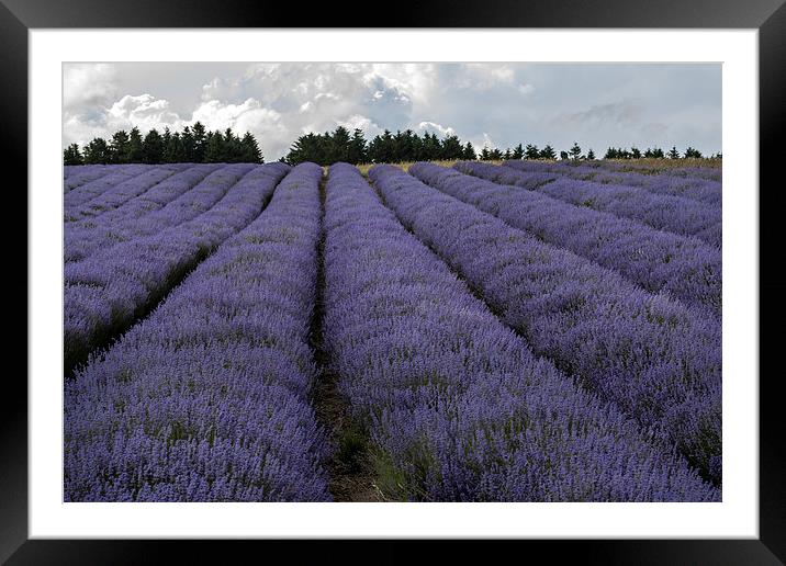 Lavender Fields Framed Mounted Print by Claire Castelli