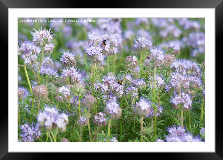  Bees on lavender Framed Mounted Print by Claire Castelli