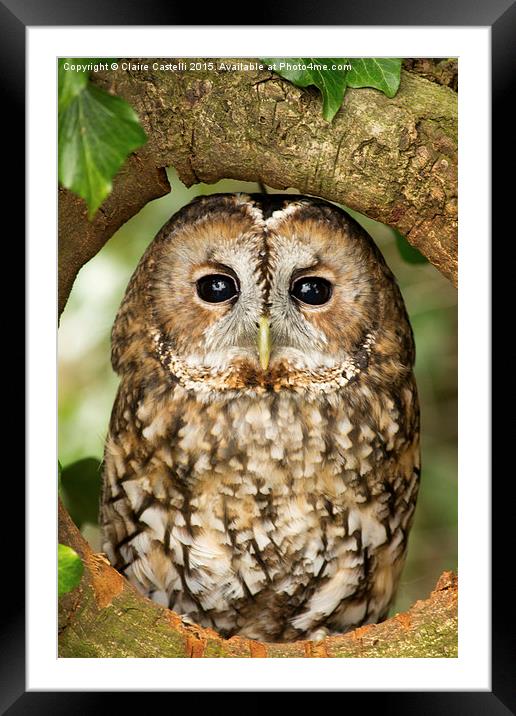  Tawny Owl Framed Mounted Print by Claire Castelli