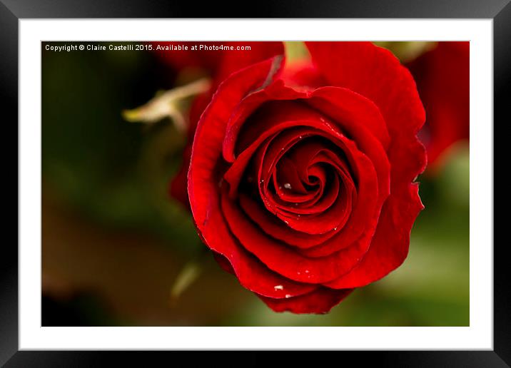  Red rose Framed Mounted Print by Claire Castelli