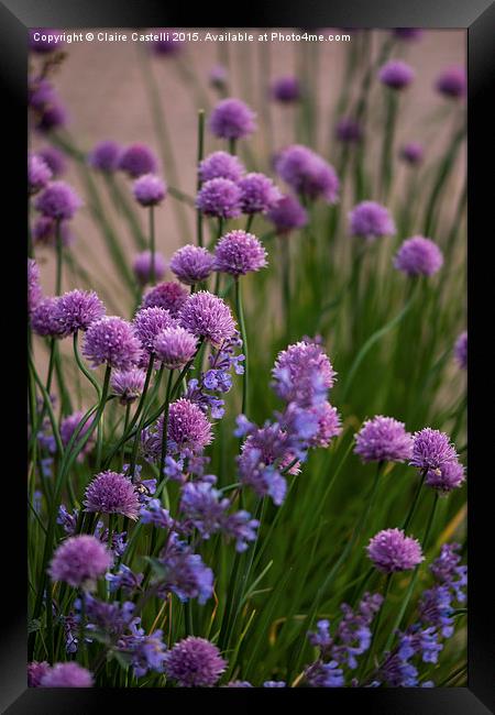 Chives in bloom Framed Print by Claire Castelli