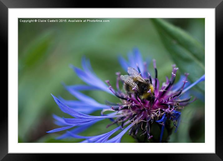  Bee on cornflower Framed Mounted Print by Claire Castelli