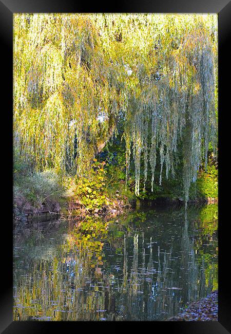 Weeping Willow Framed Print by Claire Castelli