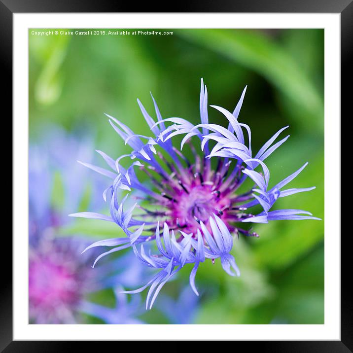  Single cornflower Framed Mounted Print by Claire Castelli