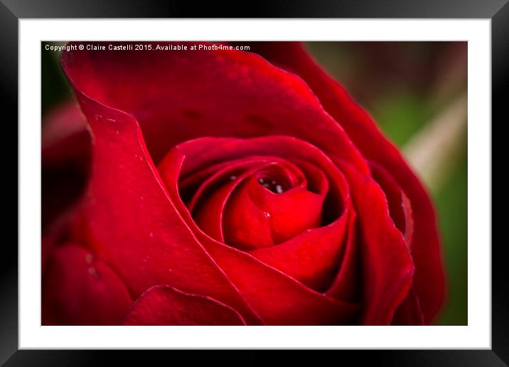  Single red rose Framed Mounted Print by Claire Castelli