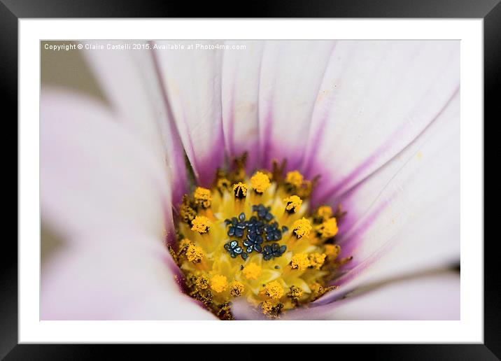  Osteospermum Framed Mounted Print by Claire Castelli