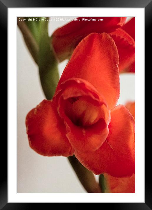  Gladiola Framed Mounted Print by Claire Castelli