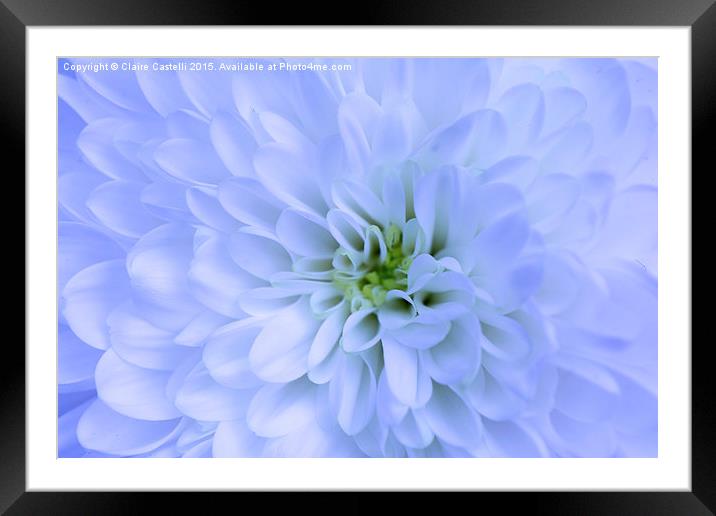 Chrysanthemum  Framed Mounted Print by Claire Castelli