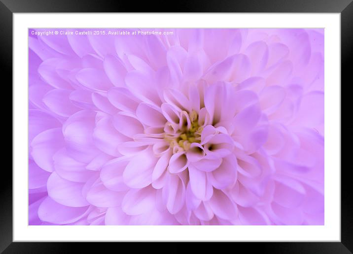  Pink Chrysanthemum Framed Mounted Print by Claire Castelli