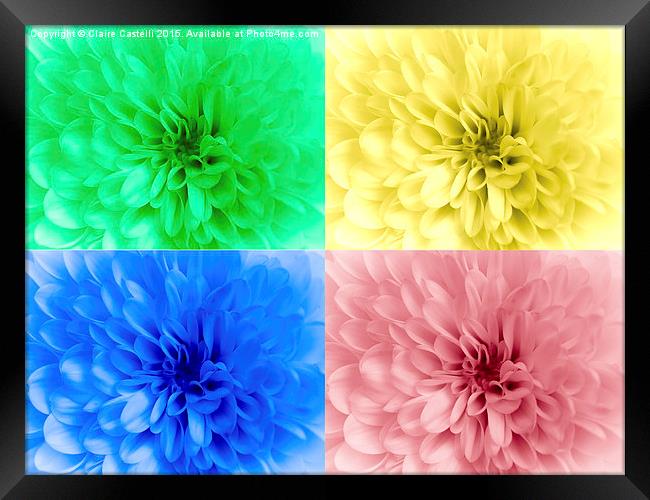  Multicoloured chrysanthemums Framed Print by Claire Castelli
