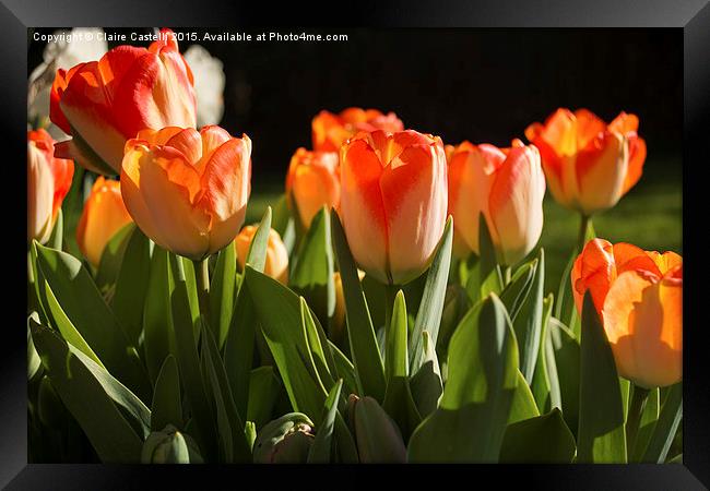  Tulips Framed Print by Claire Castelli