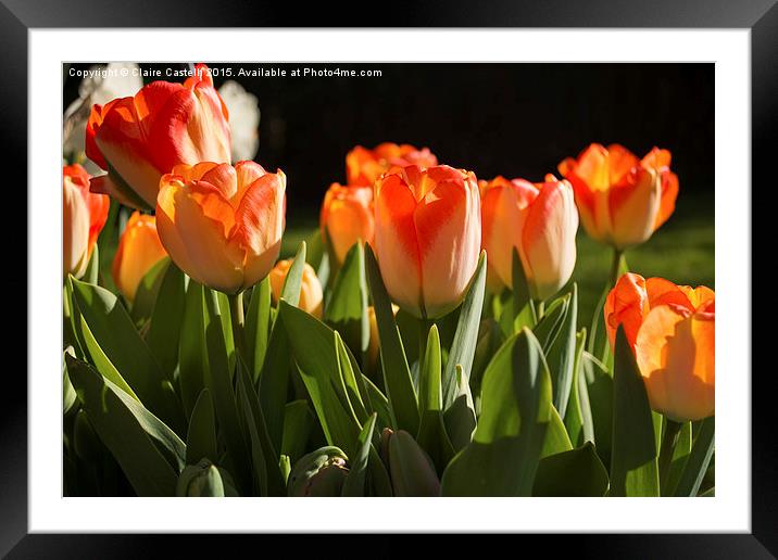  Tulips Framed Mounted Print by Claire Castelli