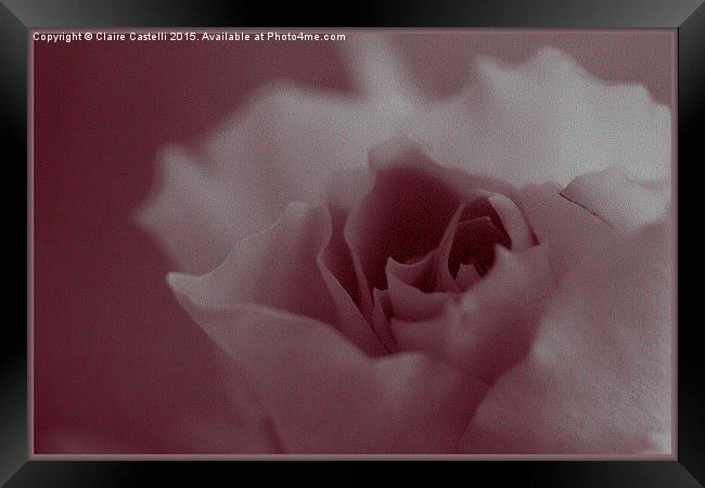 Pink Rose  Framed Print by Claire Castelli