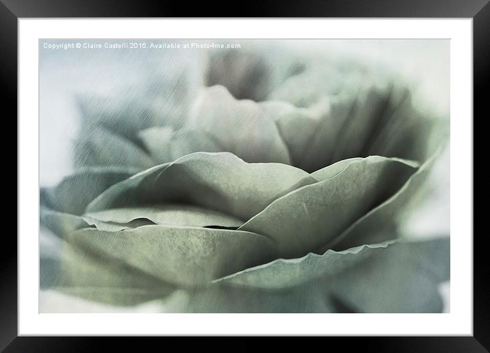  blue and green rose Framed Mounted Print by Claire Castelli