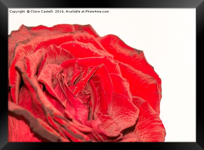 Roses are red Framed Print by Claire Castelli