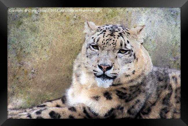 Snow Leopard Framed Print by Claire Castelli