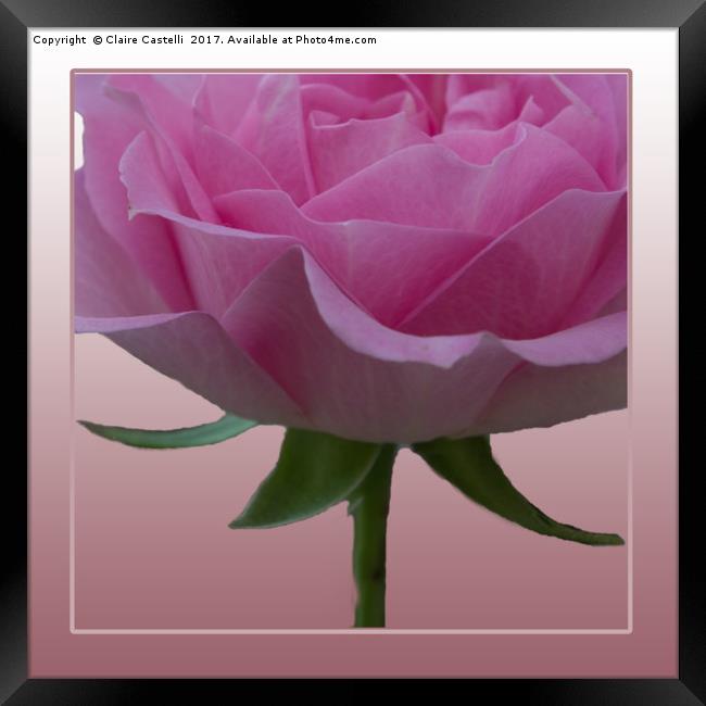 In the pink Framed Print by Claire Castelli