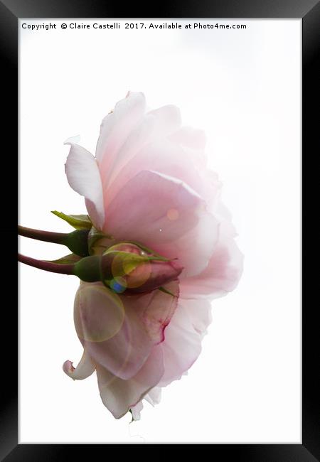 Pink flare Framed Print by Claire Castelli