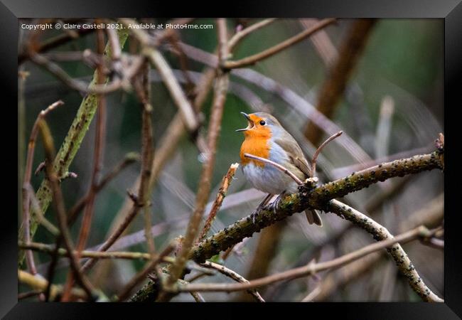 Robin singing Framed Print by Claire Castelli