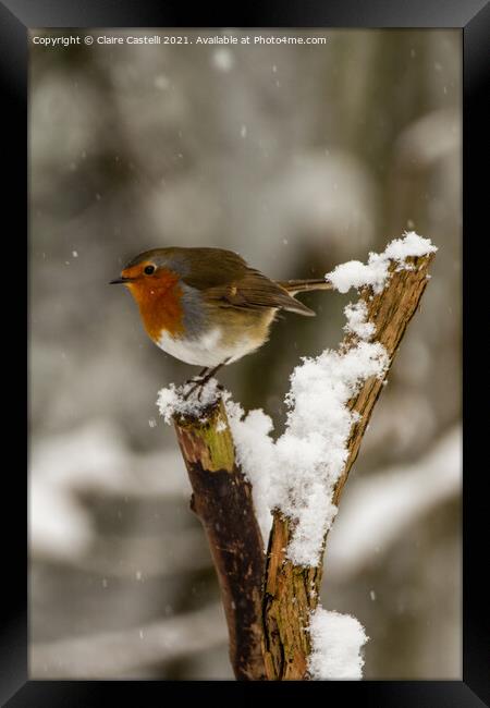 Robin perching in the snow Framed Print by Claire Castelli