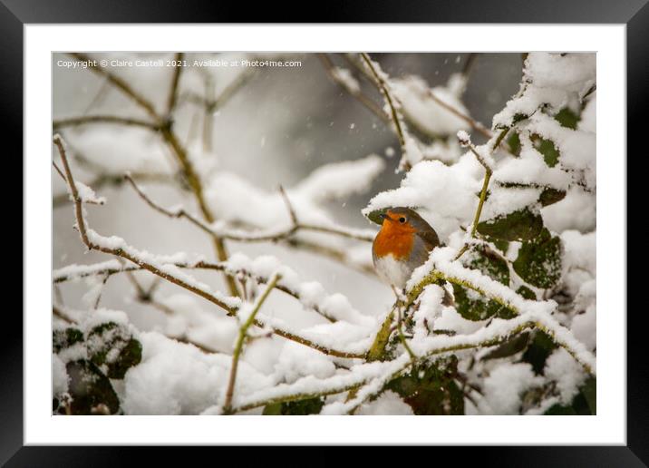 Robin sitting in a snow covered tree Framed Mounted Print by Claire Castelli
