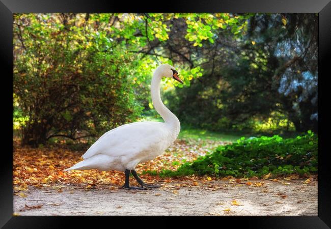 Swan Walking in Park Framed Print by Artur Bogacki