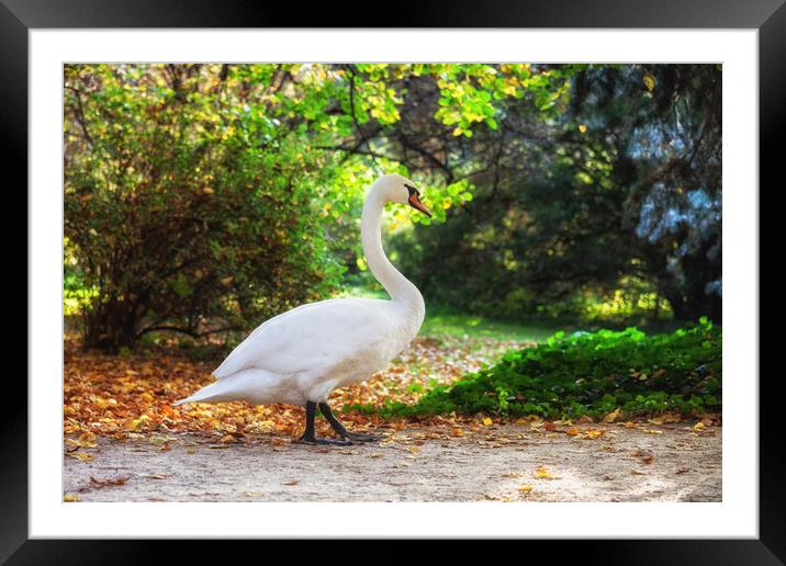 Swan Walking in Park Framed Mounted Print by Artur Bogacki