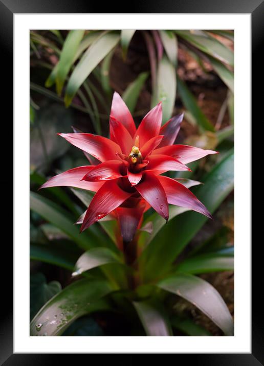 Bromelia Bromeliad Flower Plant Blooming Framed Mounted Print by Artur Bogacki