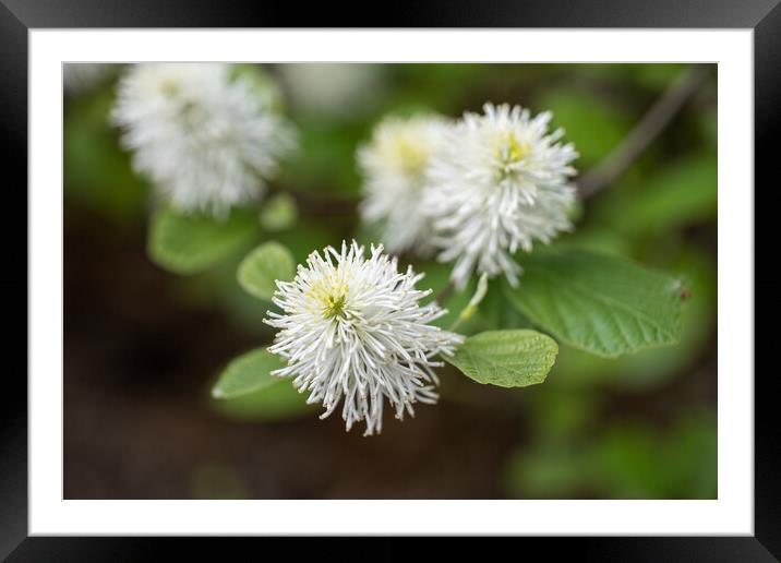 Fothergilla Major Mountain Witch Alder Flower Framed Mounted Print by Artur Bogacki