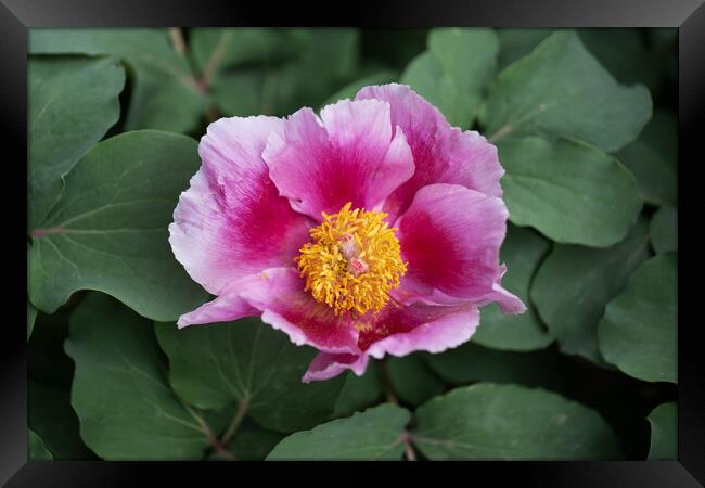 Paeonia Tenuifolia Peony Flower Blooming Framed Print by Artur Bogacki